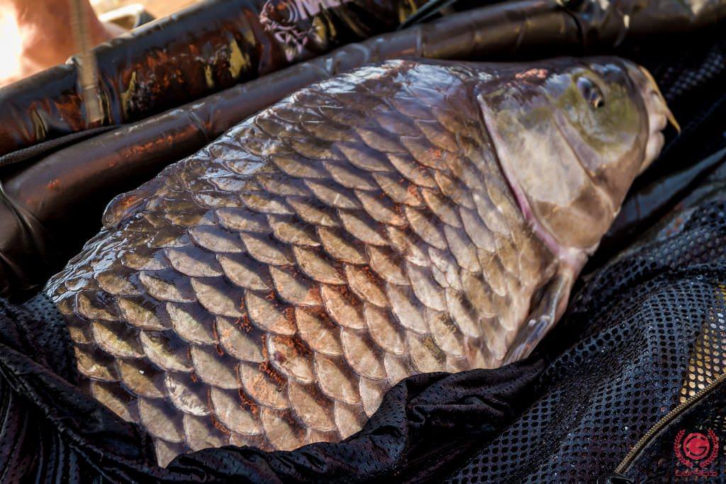Ponturi pentru pescuitul crapului pe canicula.
